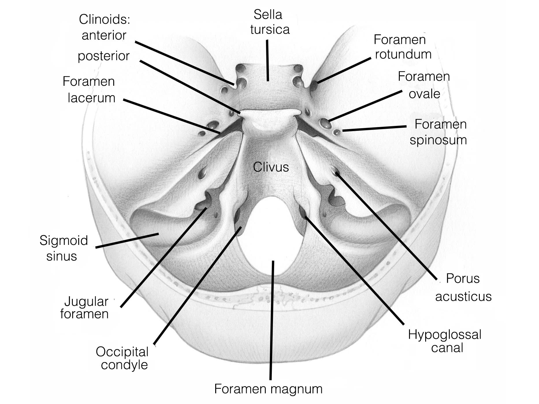 Surgical Anatomy | Jackler Collection | Volumes | The Surgical Anatomy | Jackler Collection | Volumes | The